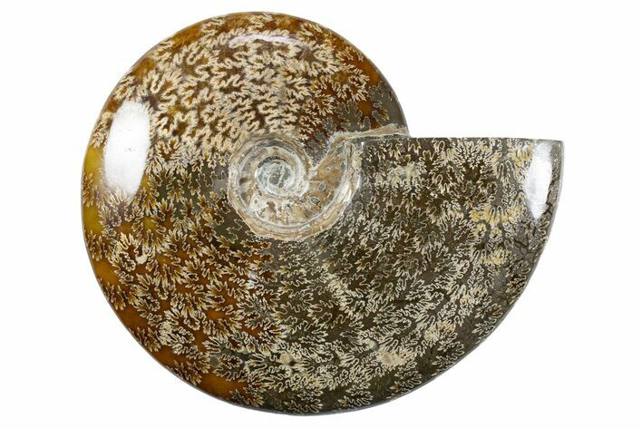 Polished Ammonite (Cleoniceras) Fossil - Madagascar #345554